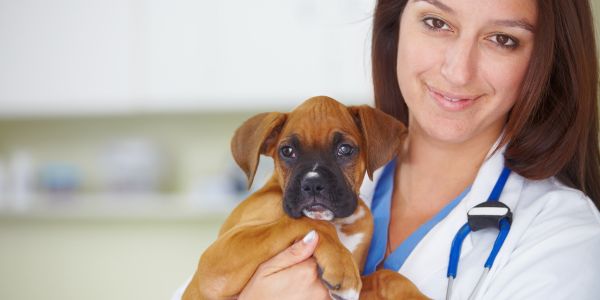 Les aliments et nutriments bénéfiques pour la santé de votre chiot