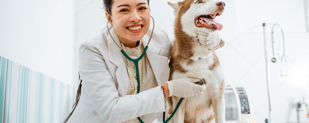 How to create a brand through a dog and cat food supplement factory
